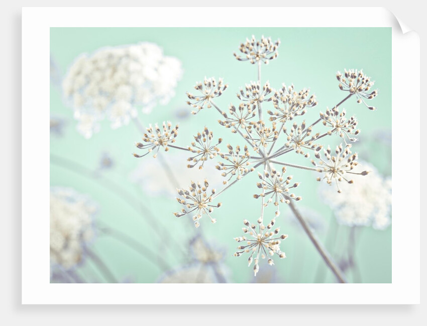 Cow parsley flower by Assaf Frank
